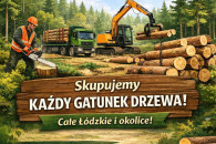 Wycinka lasów | Skup drzewa
