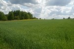 Działka o pow. 44ar w Bilewie gm. Sędziejowice
